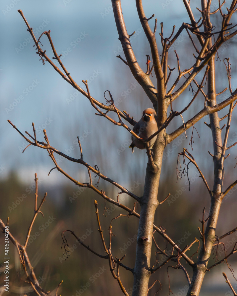 Waxwing ,Bombycilla garrulus bird in Holland Waxwing ,Bombycilla garrulus bird in Holland