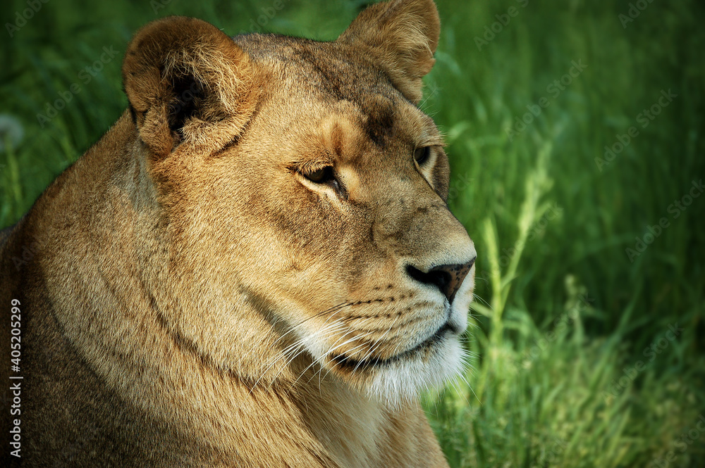 Close-up of a Lioness portrait resting in green grass, side view Close-up of a Lioness portrait resting in green grass, side view