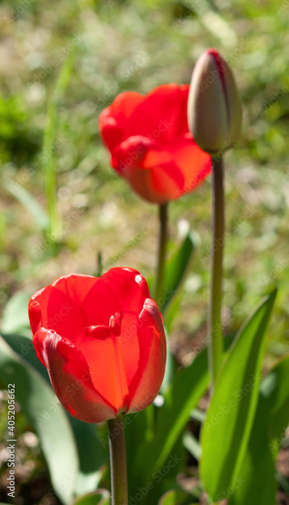 Fototapeta premium Beautiful red tulips closeup with shallow depth of field