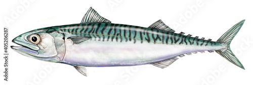 a realistic illustration of mackerel (Scomber scombrus). photo