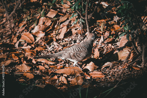 Zebra dove on the ground.