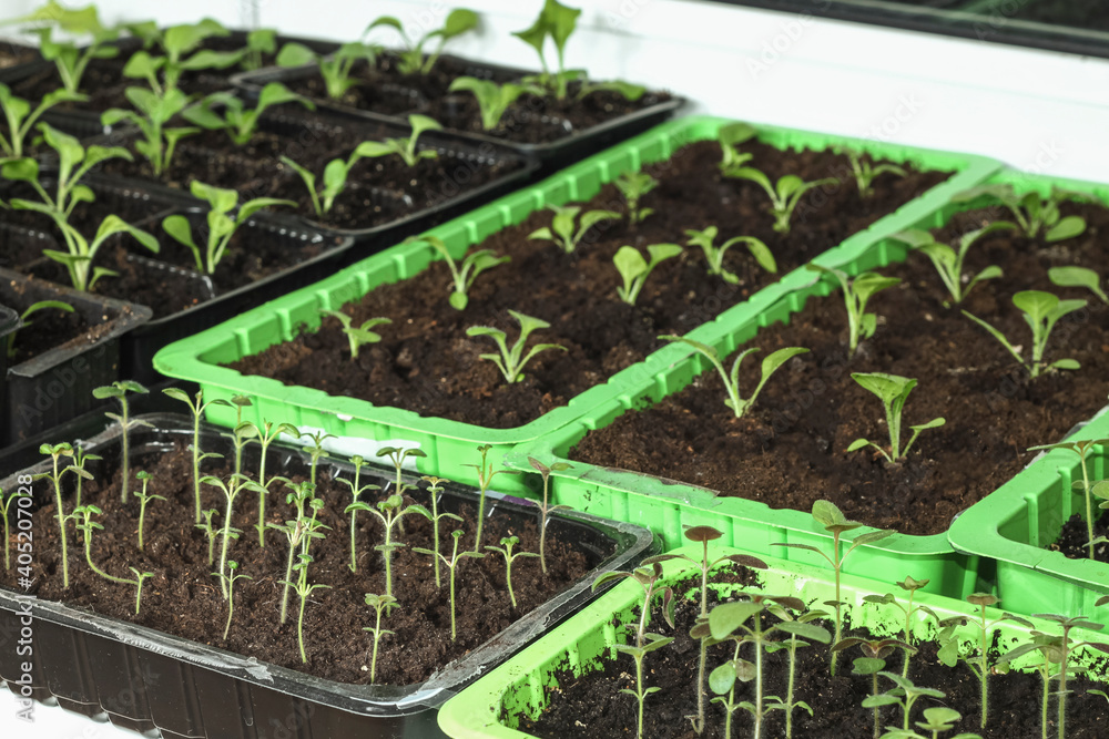 Young flower petunia seedlings in small plastic pots on blue background. Young flower petunia seedlings in small plastic pots on blue background.