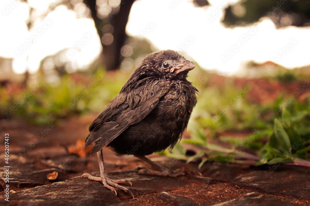 Obraz premium little black bird