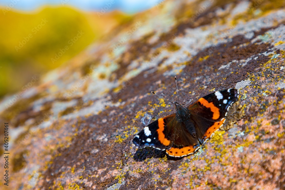 A beautiful butterfly on the background of the autumn nature of the Carpathians sits on a stone with an unusual pattern A beautiful butterfly on the background of the autumn nature of the Carpathians sits on a stone with an unusual pattern