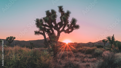 Sunburst among the Joshua Trees in the early morning light at Joshua Tree National Park, Mojave Desert, Southern California, USA.