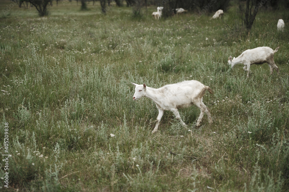 Fototapeta premium white sheep in the meadow