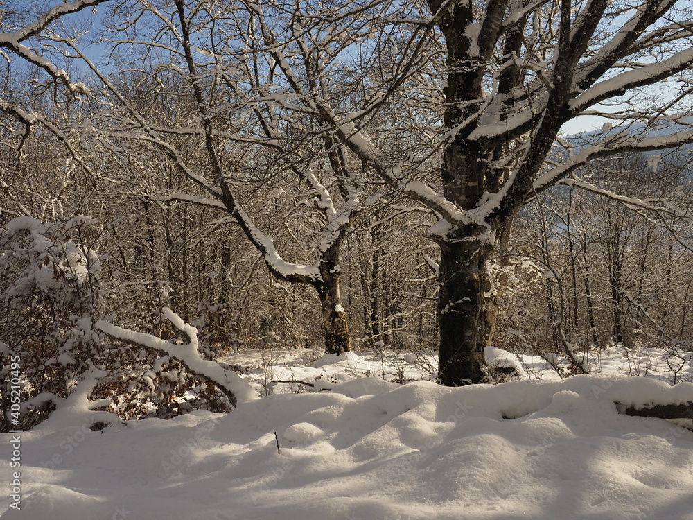 Fototapeta premium view of a snowed forest in winter