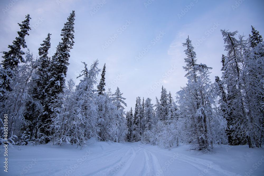 Fototapeta premium winter forest in the snow
