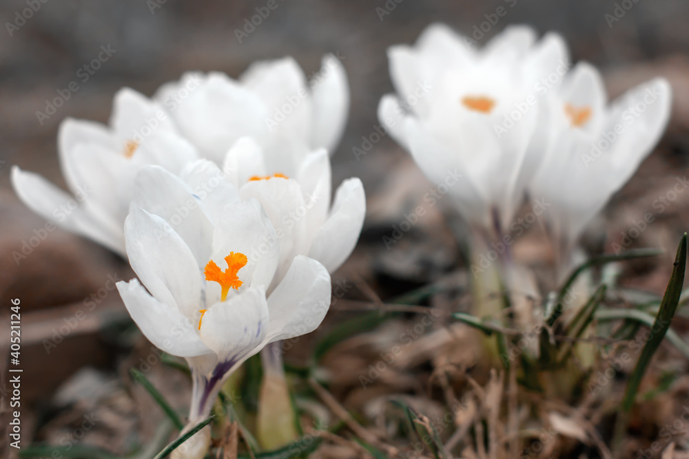 Multicolored crocuses. The first spring flowers. Selective focus