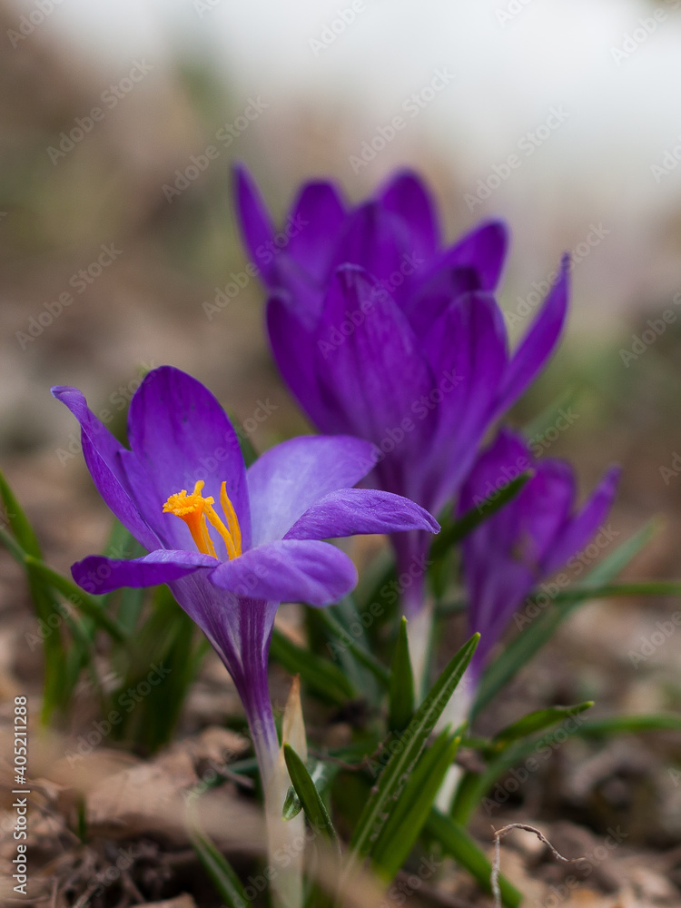 Multicolored crocuses. The first spring flowers. Selective focus Multicolored crocuses. The first spring flowers. Selective focus