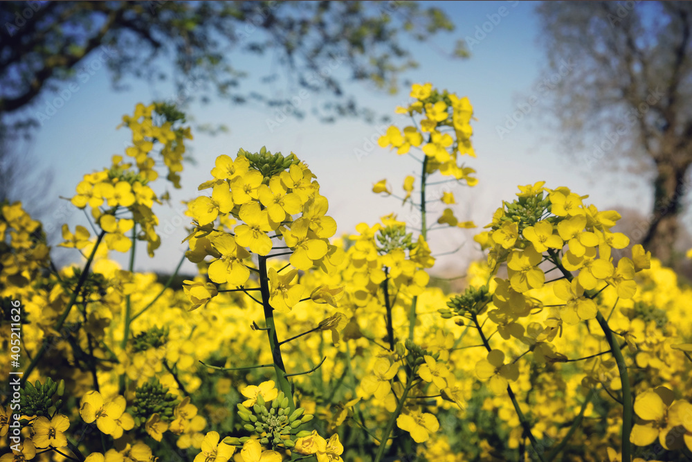 The yellow flowers of rapeseed in the spring. The yellow flowers of rapeseed in the spring.