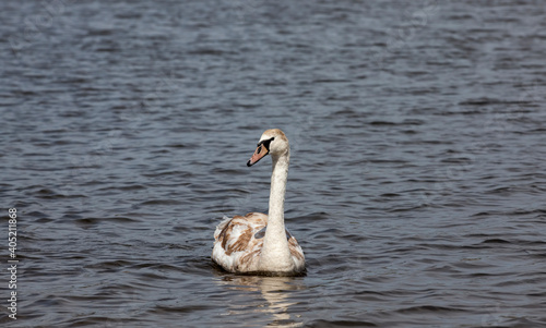 Swan in spring