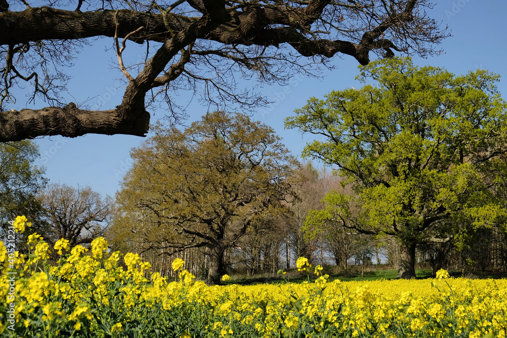 The yellow flowers of rapeseed in the spring. The yellow flowers of rapeseed in the spring.
