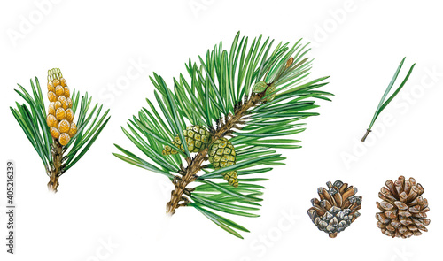 Realistic botanic illustration of scots pine (Pinus sylvestris) tree with a branch with ripe pollen cones and a branch with cones, mature open cones and pine needles. Hand drawn illustration.  photo