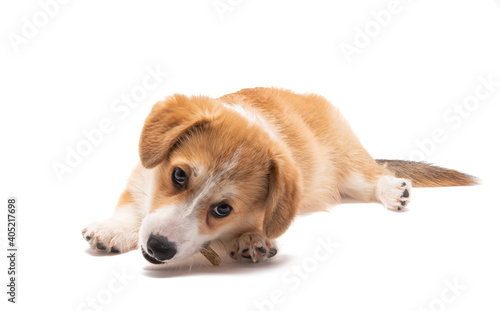 Fototapeta Naklejka Na Ścianę i Meble -  corgi puppy isolated on white background