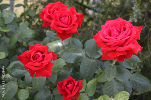 Five large red blooming roses.
