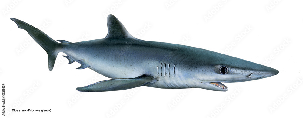 Naklejka premium realistic illustration of blue shark (Prionace glauca)