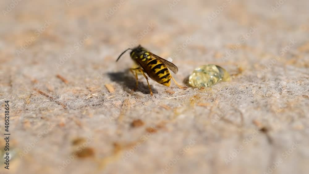 The wasp eating liquid honey The wasp eating liquid honey