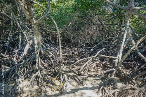 Mangrove trees in Baluran park