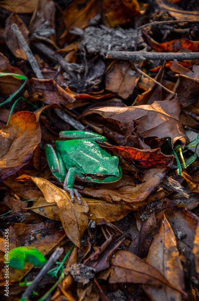 Frog on leaves 