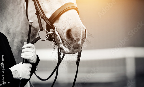 Nose of a sports horse in the bridle. Equestrian sport.