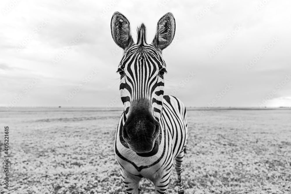 Zebra black and white portrait. Unique wild animal looking to the camera.  curious animal communicating. big nose Funny looking cute zebra shallow  depth of field eyes in focus. Dramatic creative photo Stock