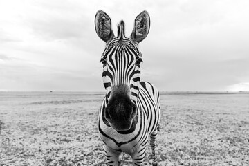 Zebra black and white portrait. Unique wild animal looking to the camera. curious animal communicating. big nose Funny looking cute zebra shallow depth of field eyes in focus.  Dramatic creative photo