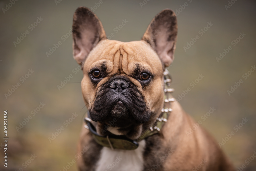 Detail of beige French bulldog with black nose  looking towards the camera