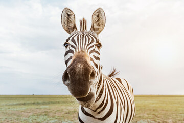 Fototapete Zebra Neugieriges Zebra blickt in Kamera  © Iryna&Maya