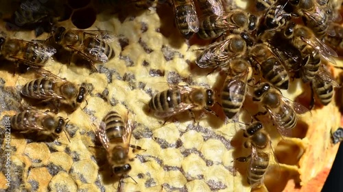 Honey bee dancing on the honeycomb - 1