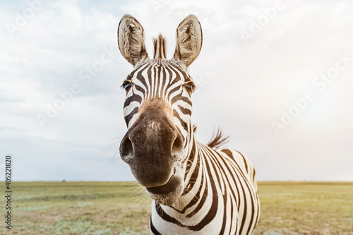 Fototapeta Close up portrait of adorable zebra face looking to the camera