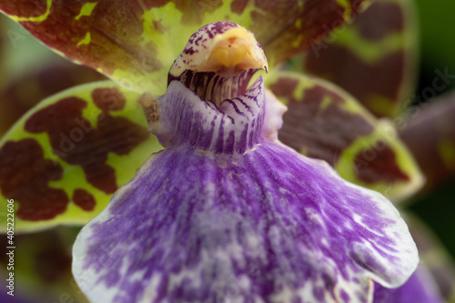 Photo of flower or orchid varietal  closeup  some macro