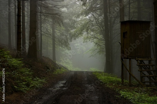 Road through the forest with fog