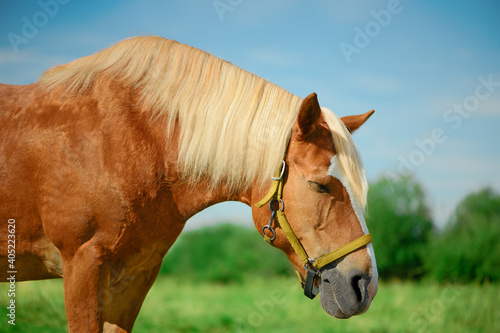 The draft horse with its closed eyes is standing on a pasture in sunny weather.