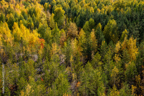 autumn forest landscape from a height