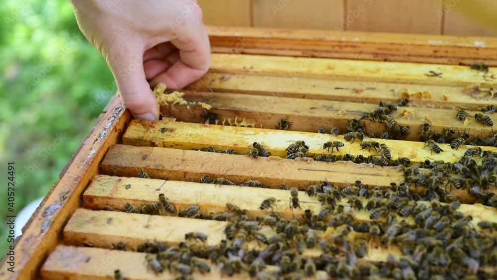 Beekeeper pulls out the frame with honey stock Beekeeper pulls out the frame with honey stock