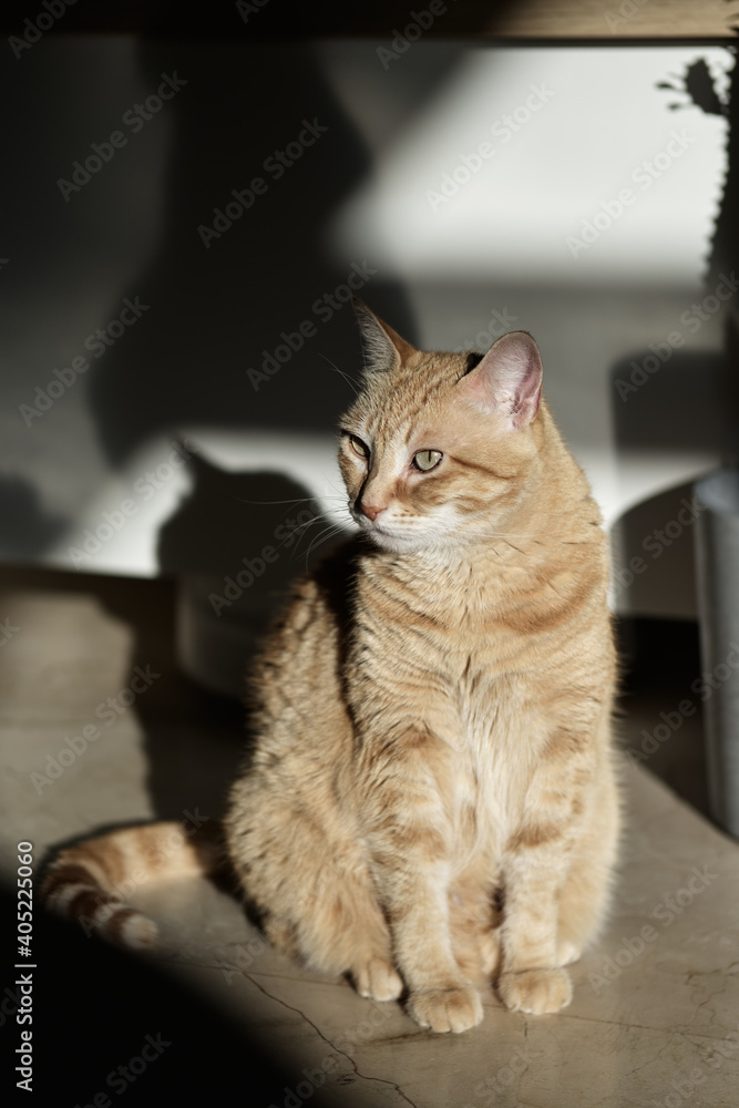 An orange cat sitting on the ground next to the sunlight coming through the window