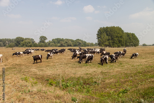 a herd of cows in a pasture