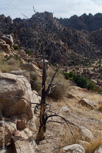 trees