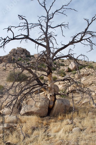 trees
