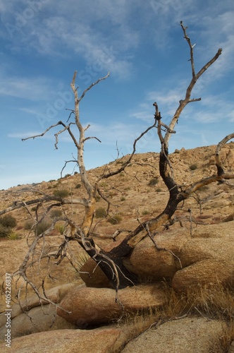 trees