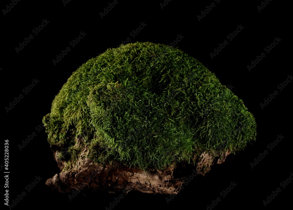 Green moss with grass isolated on black background, clipping path Green moss with grass isolated on black background, clipping path