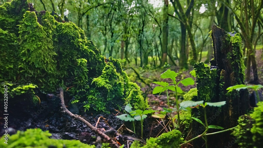 Magic forest in Mexico Magic forest in Mexico