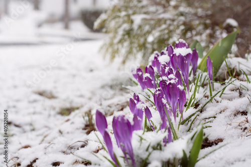 Crocus flowers out from under the melting snow on early spring, closeup. Selective focus. 