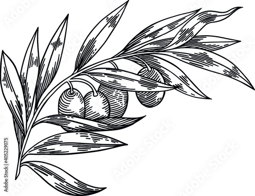 Olive branches isolated on white background, leaves, olives, vector hand drawn illustration