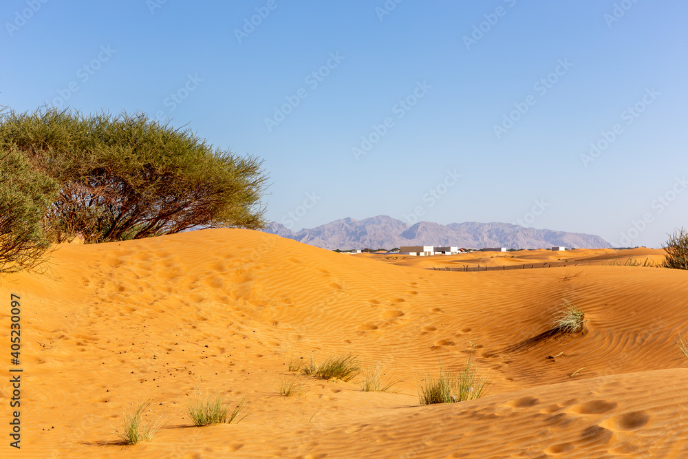 Desert landscape with sand dunes, residential buildings, wild Ghaf trees and grass tufts, Hajar Mountains in the background, Al Madam, United Arab Emirates