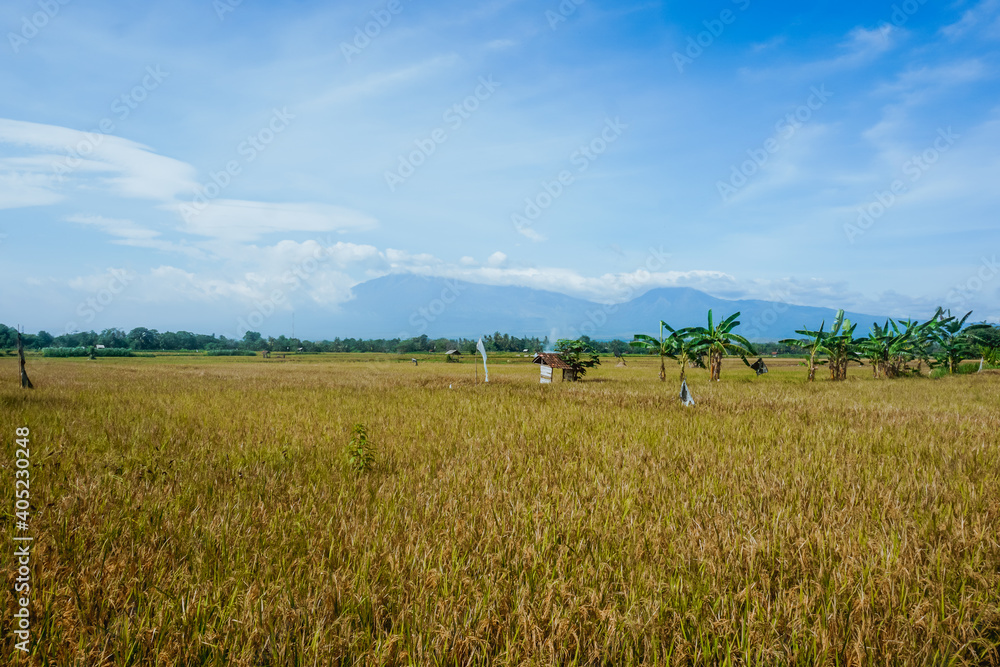 Fototapeta premium Beautiful yellow rice field in the background of volcanoes in Indonesia