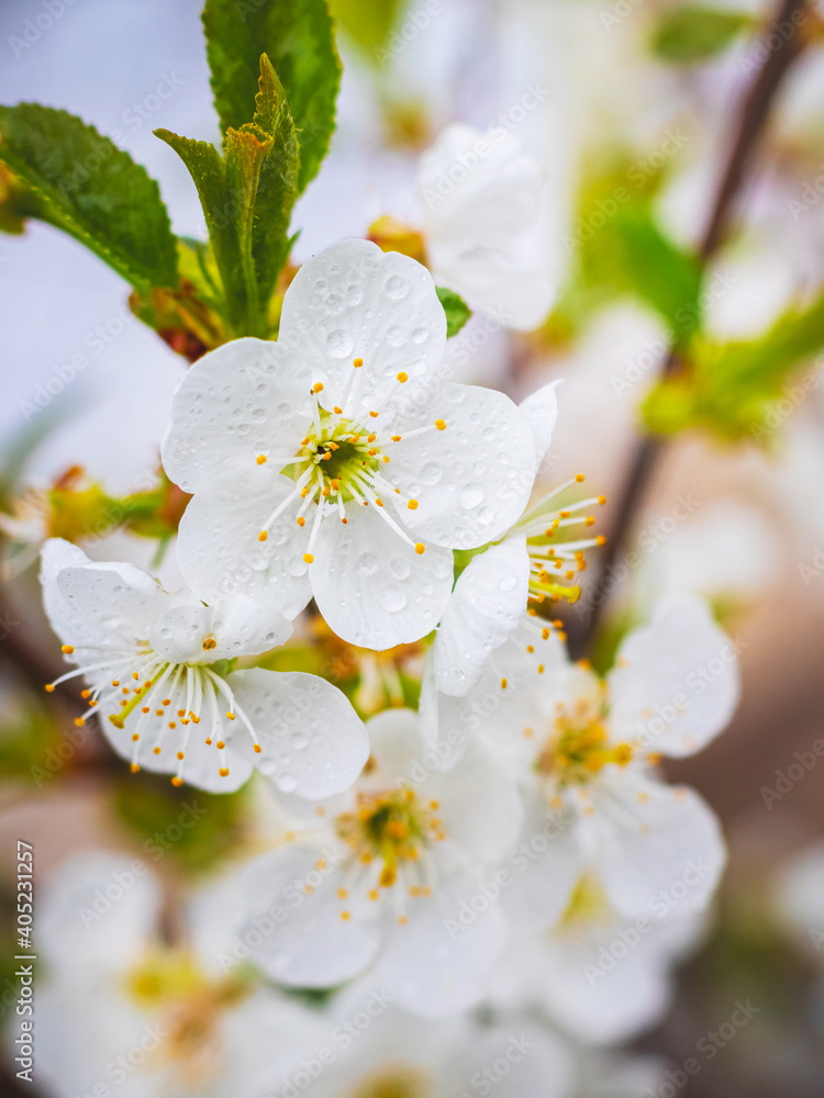 Delicate spring background with cherry blossoms and raindrops on the petals Delicate spring background with cherry blossoms and raindrops on the petals