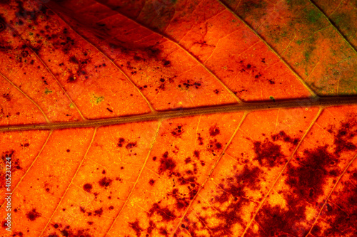 Red Leaf in Autumn. Abstract Art. Macro photography.