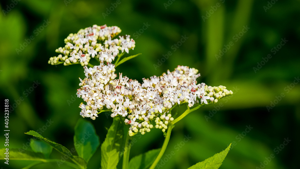 White elder flowers in the forest on a blurred green background White elder flowers in the forest on a blurred green background